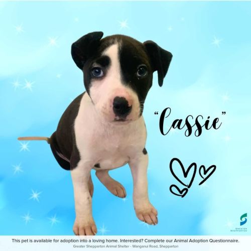 Cassie
