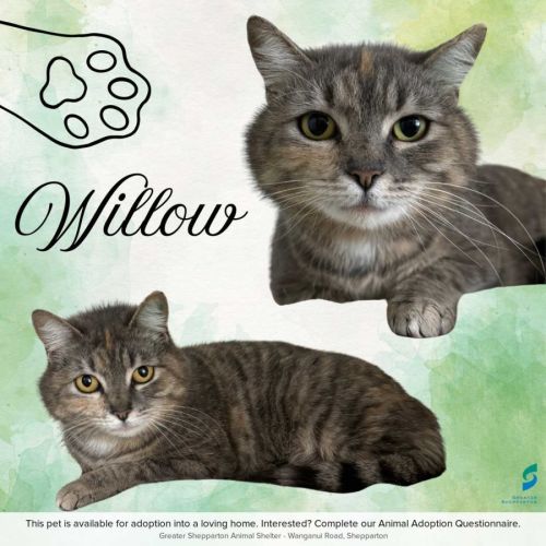 Willow