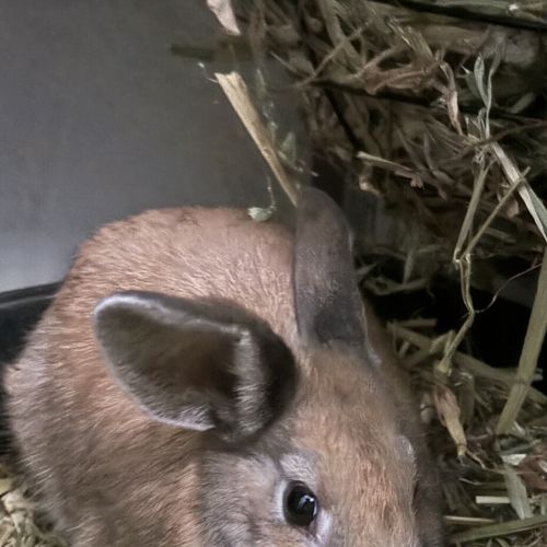 Pheobe