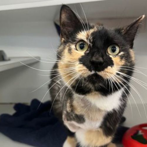 Lady Whistlemeow