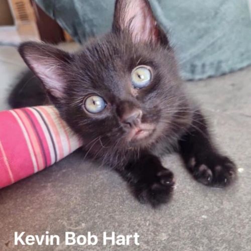 Kevin Bob Hart