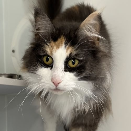 Artemis