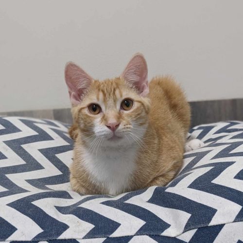 Scotty - Located in Preston