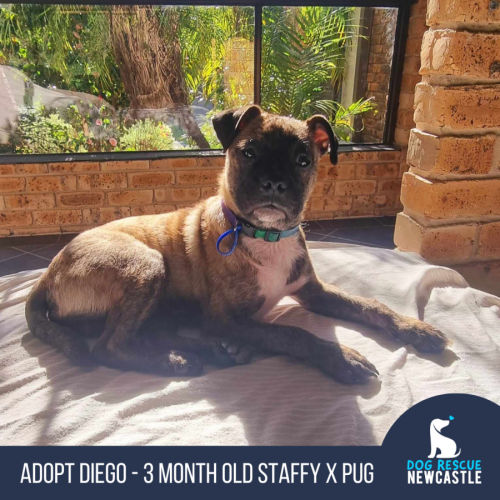 Diego - 3 Month Old Staffy X Pug (Trial