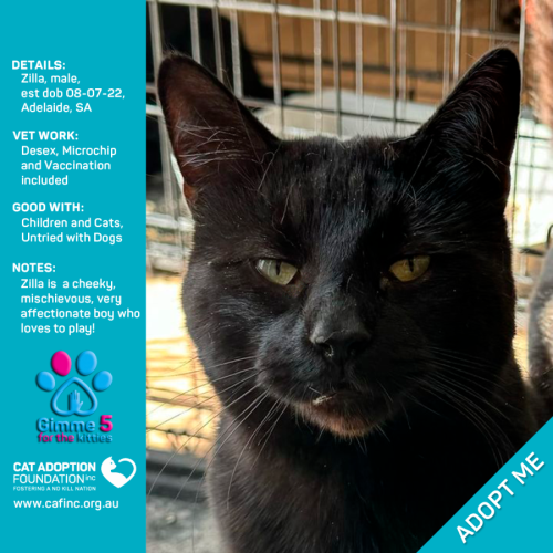 Zilla Only $39 Limited Time!