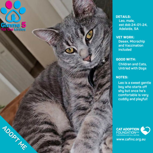 Leo Just $50 Limited Time!