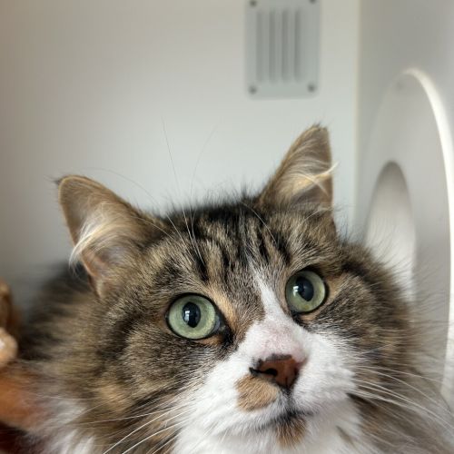 Tammy 