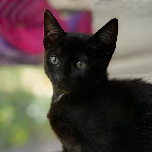 Cosmo