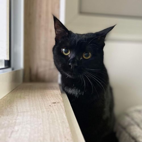 Sollie  - Foster To Adopt