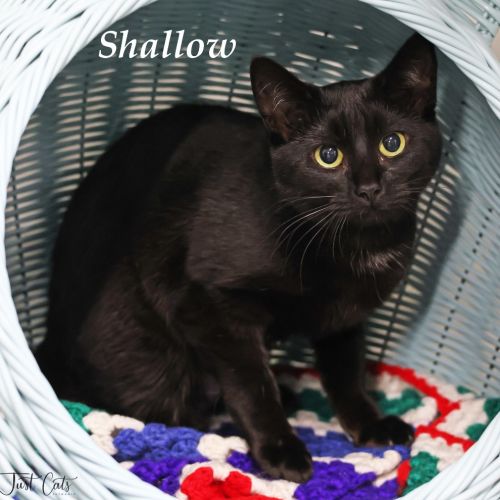 Shallow