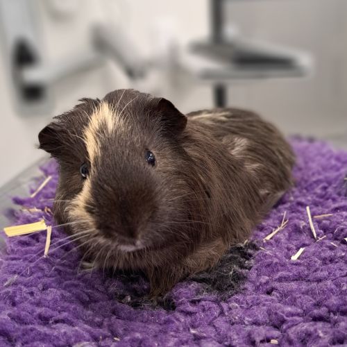 Coconut