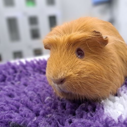 Snickers