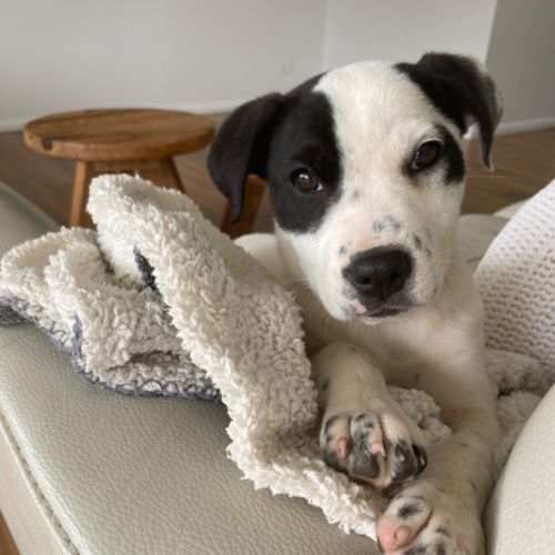 Indi