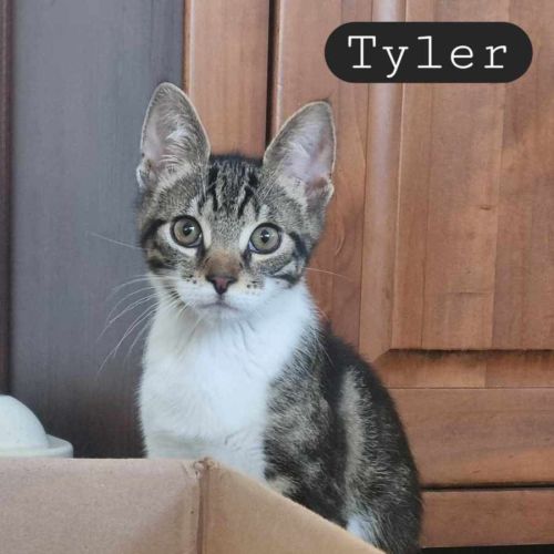 Tyler