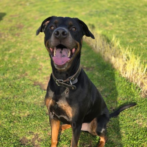 Charlie - 64056