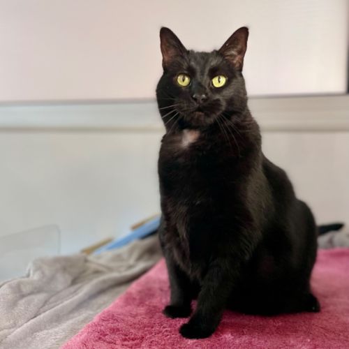 Suzie