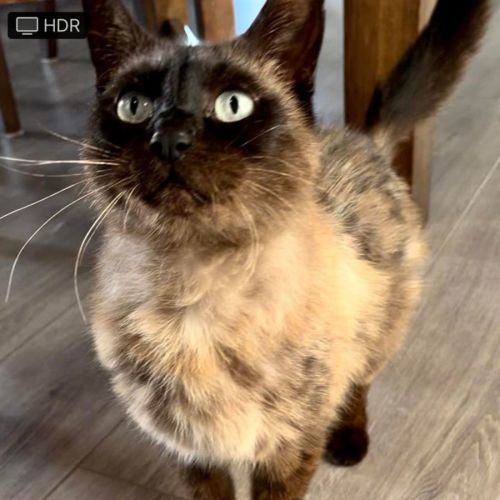 Shadie (Assisted Rehome)