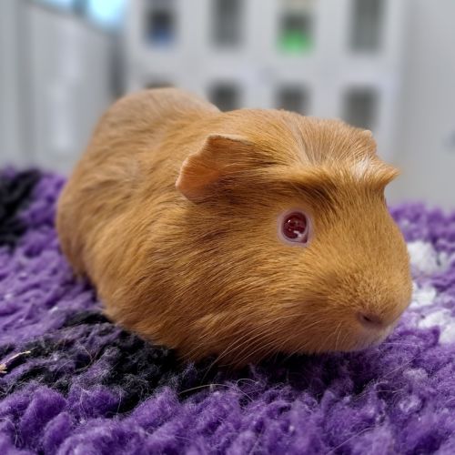 Pedro