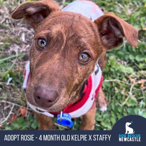 Rosie - 4 Month Old Kelpie X Staffy (Trial 5/10)
