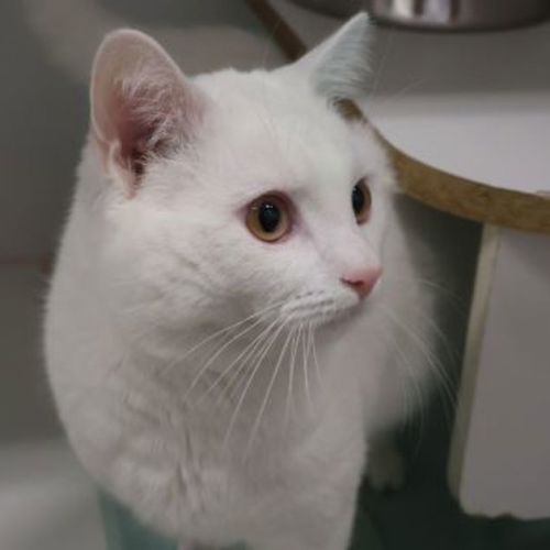 Kenji 