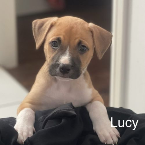 Lucy