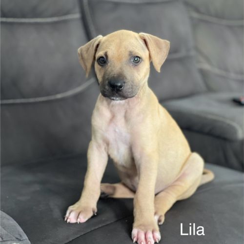 Lila