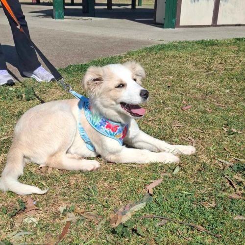 Maple