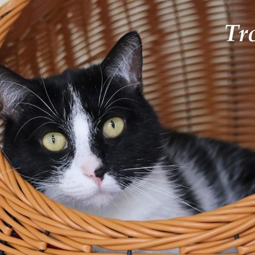Troy