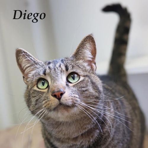 Diego