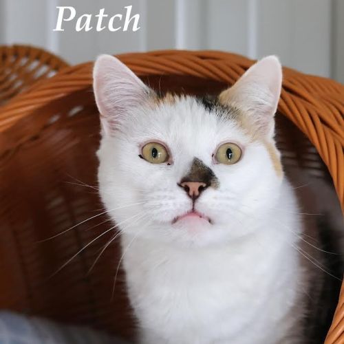 Patch