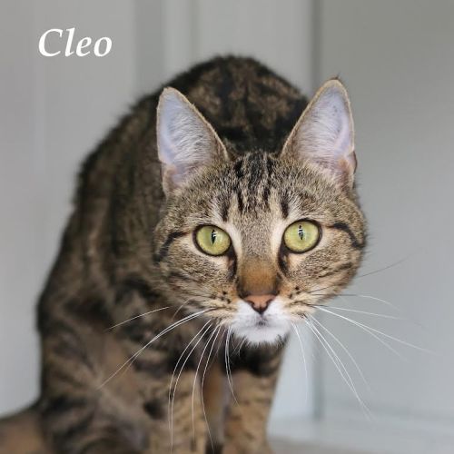 Cleo