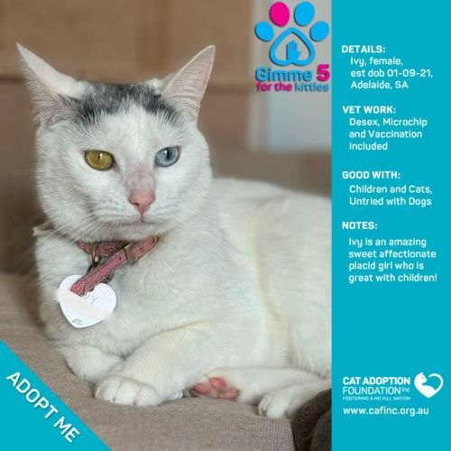 Ivy Only $40 Limited Time!