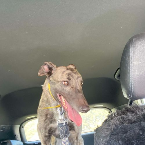 Bonnie, the greyhound