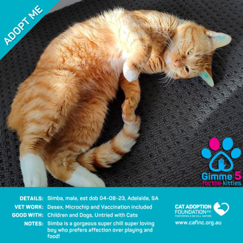 Simba Only $40 Limited Time!