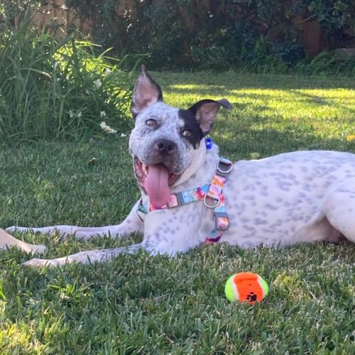Joey - 9 Month Old Cattle Dog X