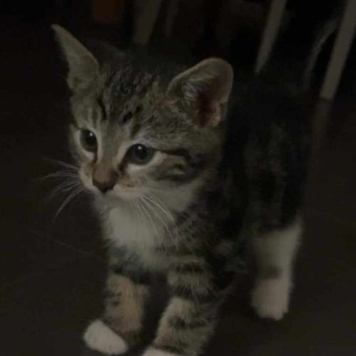 Franklin