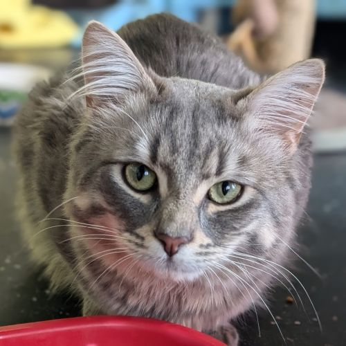 Little Booty Ham Sandwich