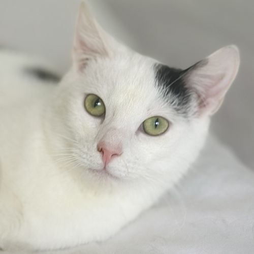 No photo for Pumpkin