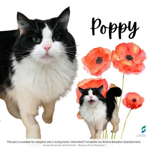 Poppy