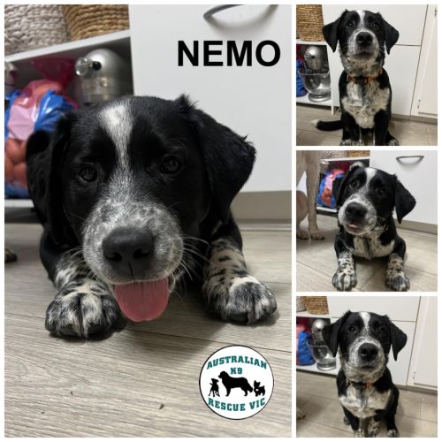 Nemo 