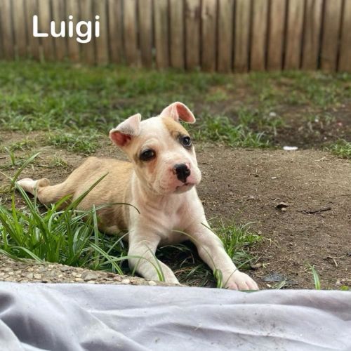 Luigi