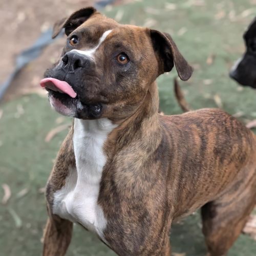 Anna Banana Lovelace