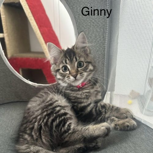 Ginny