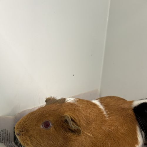 Poppy (bonded With Piglet)