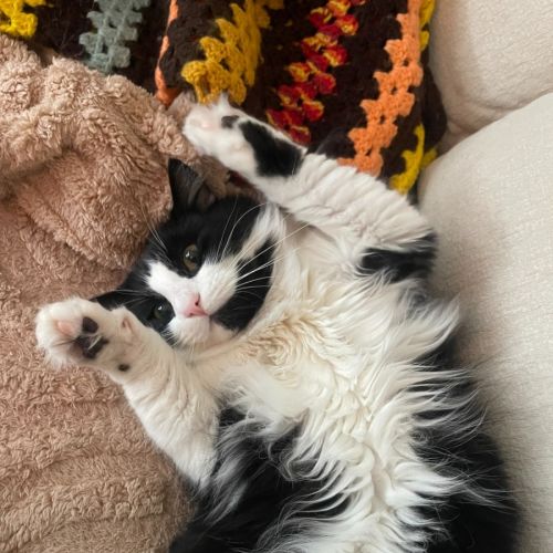 Merlin - Located in Hawthorn East