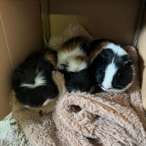 Riker, Richie & Rocky