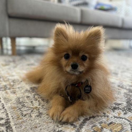 Max