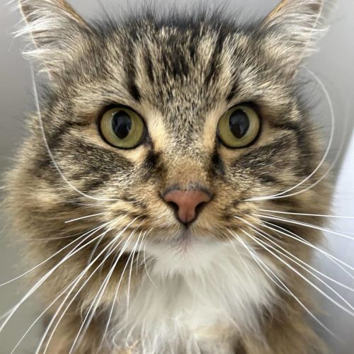 💥 Simon 5510 💥