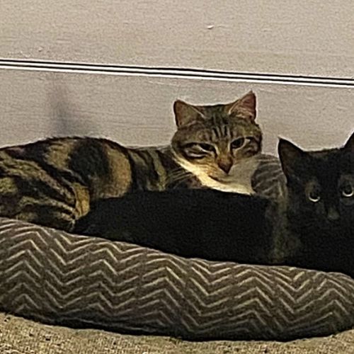 No photo for Winifred And Binx 