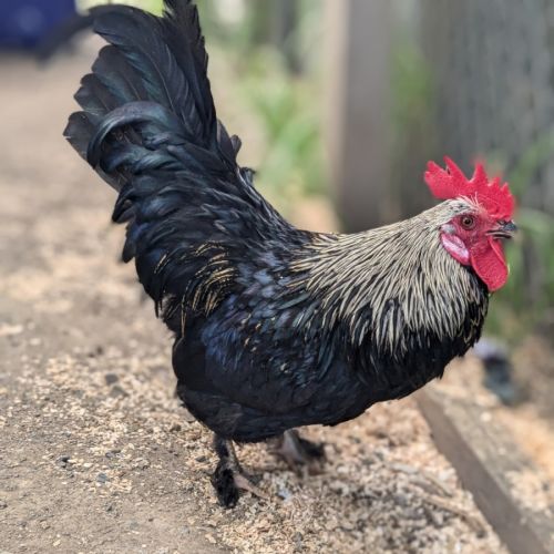 🐓 Sir Nick 5512 🐓